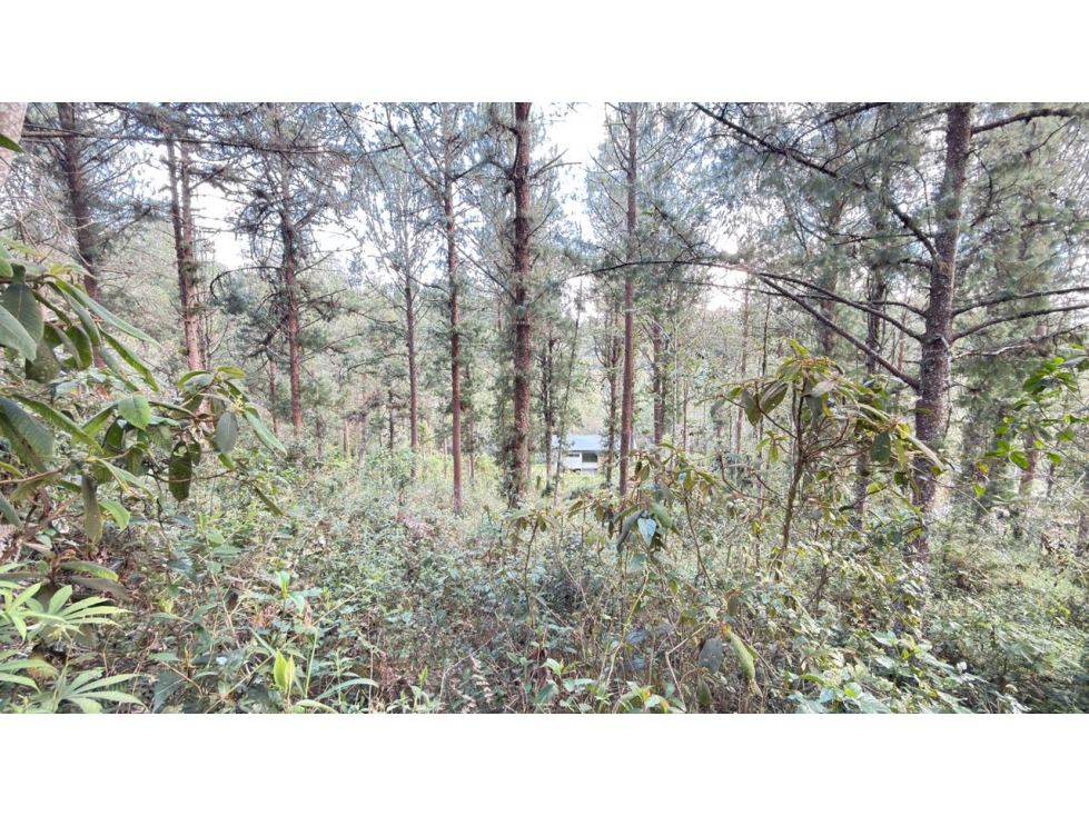 Lote Juanito Laguna — foto 4