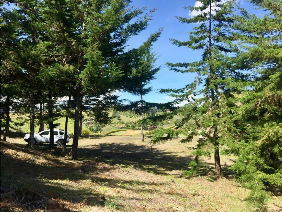 LOTE LASELVA