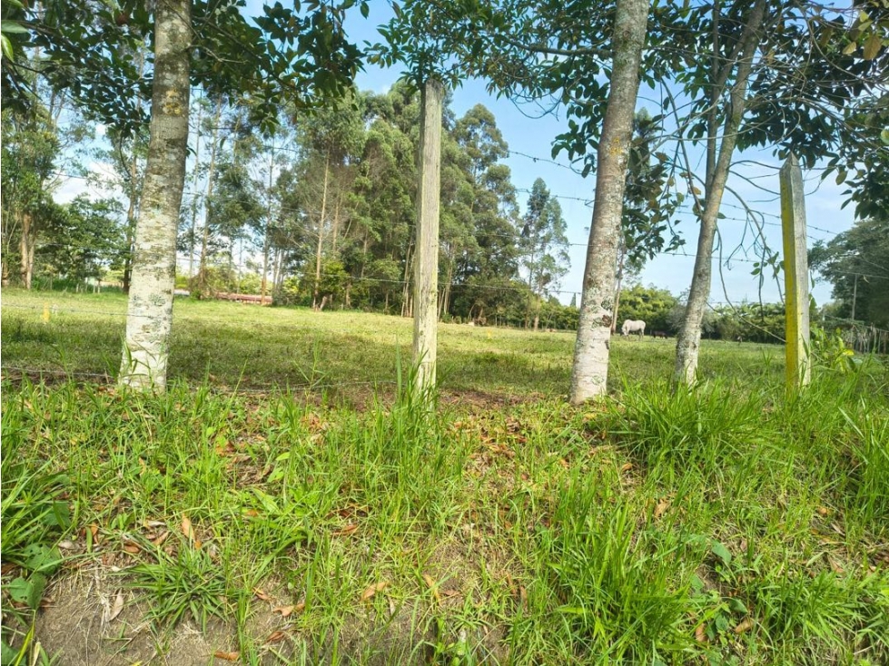 2 Lotes para Comercio y Servicios Sector La Morelia en Llanogrande — foto 4