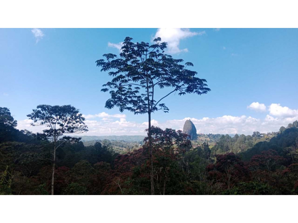 LOTE PARA LA VENTA EN GUATAPE VEREDA LA PEÑA - 5