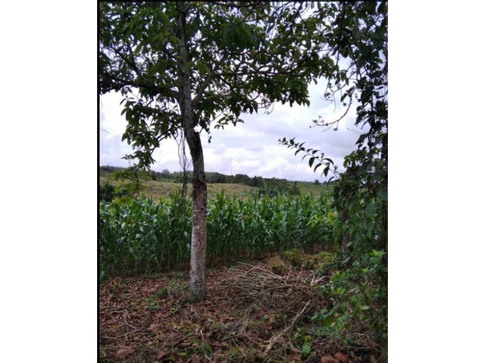 LOTE PARA PROYECTO TURÍSTICO Y PRODUCTIVO Pueblo Tapao Quindio — foto 2