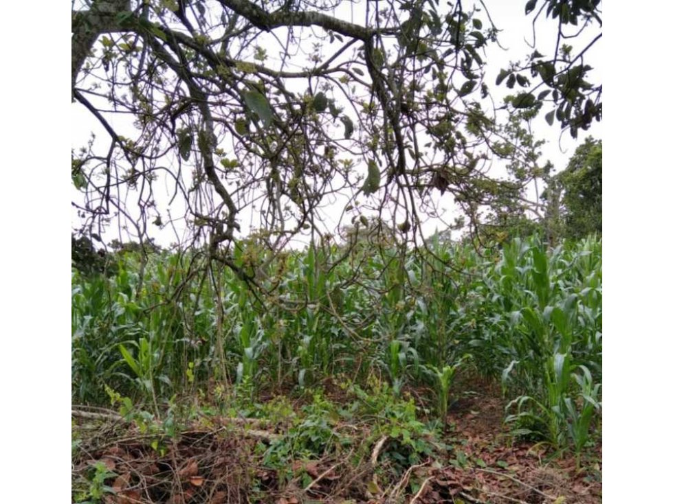 LOTE PARA PROYECTO TURÍSTICO Y PRODUCTIVO Pueblo Tapao Quindio — foto 4