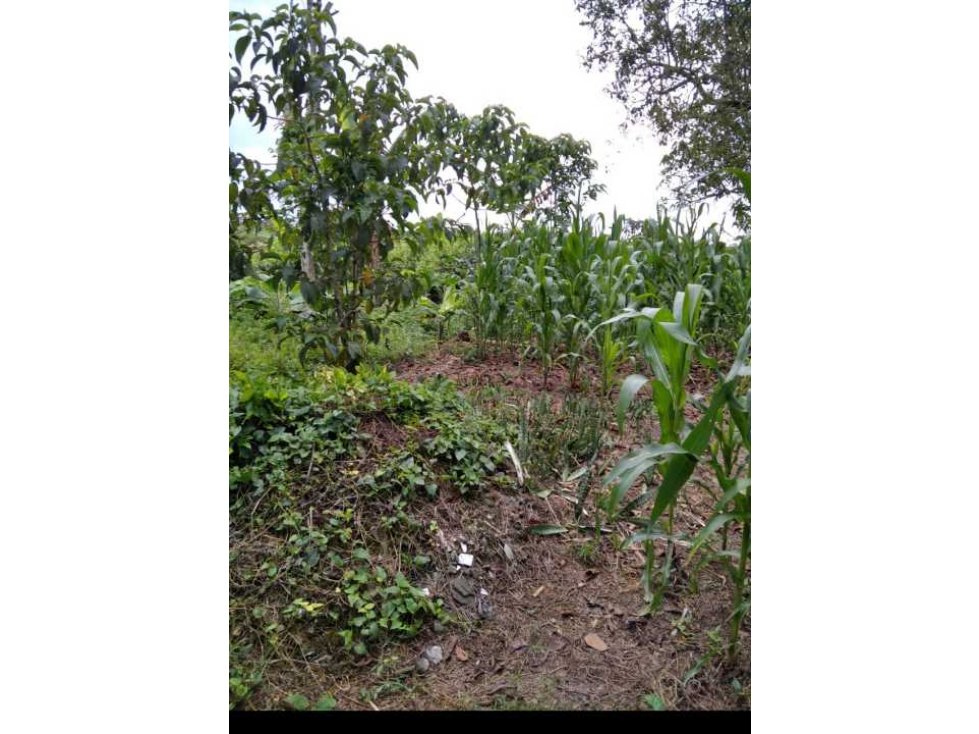 LOTE PARA PROYECTO TURÍSTICO Y PRODUCTIVO Pueblo Tapao Quindio — foto 5