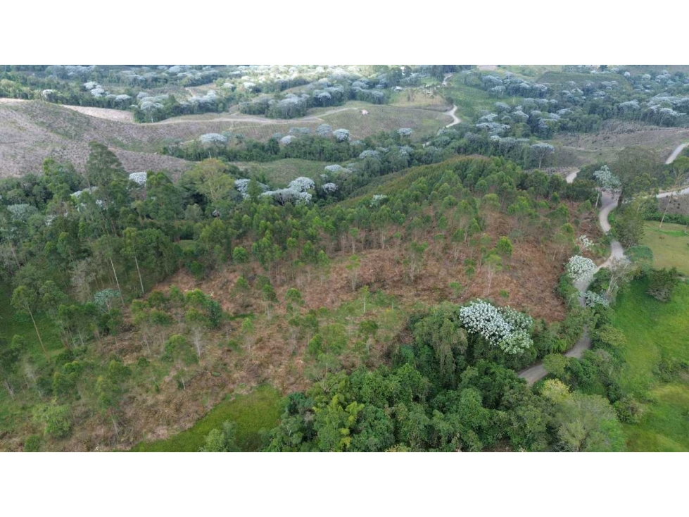 Lote esquinero con frente sobre la doble calzada Pereira - Armenia — foto 4