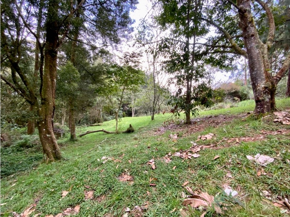 Venta Lote Inmerso en Bosque Parcelacion Alto Palmas — foto 3