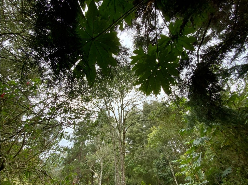 Venta Lote Inmerso en Bosque Parcelacion Alto Palmas — foto 2