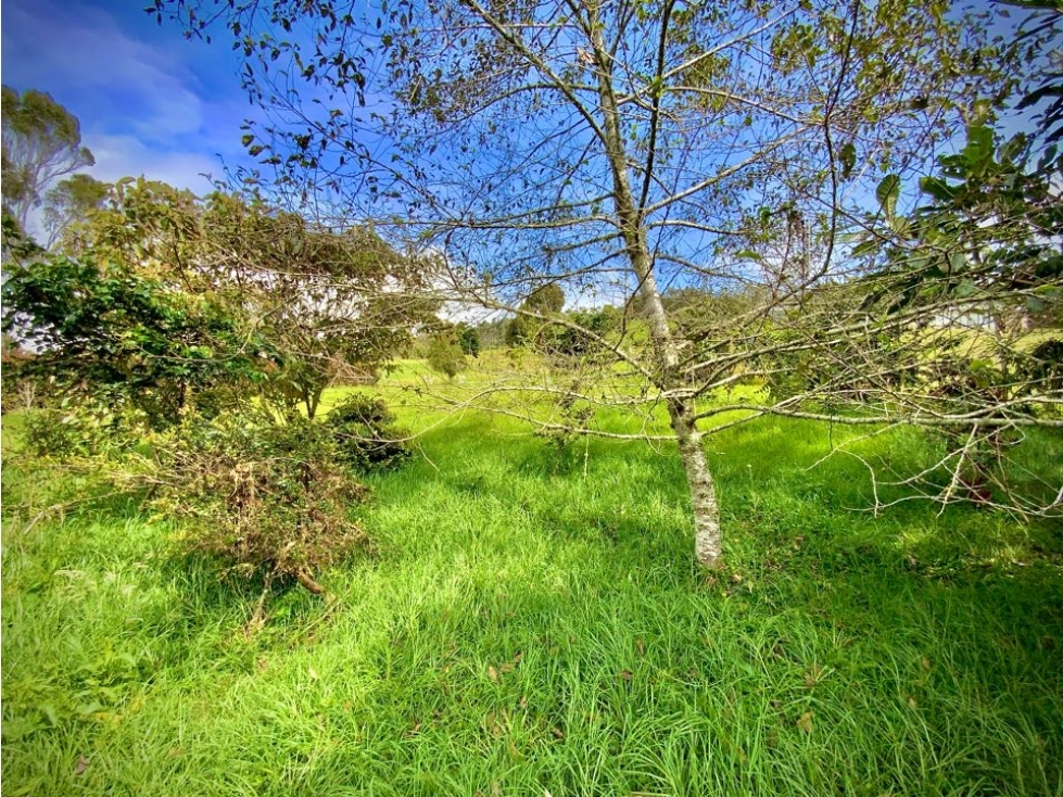 Venta Lote Plano con Quebrada Parcelacion Alto Palmas — foto 6