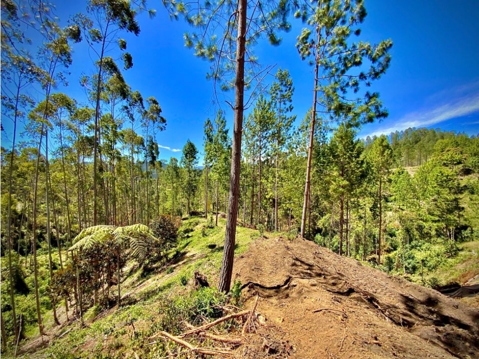 Venta Lote Parcelacion El Retiro con Bosque, Quebrada y Hermosa Vista — foto 2