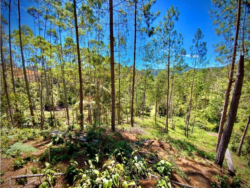 Venta Lote Parcelacion El Retiro con Bosque, Quebrada y Hermosa Vista — foto 4