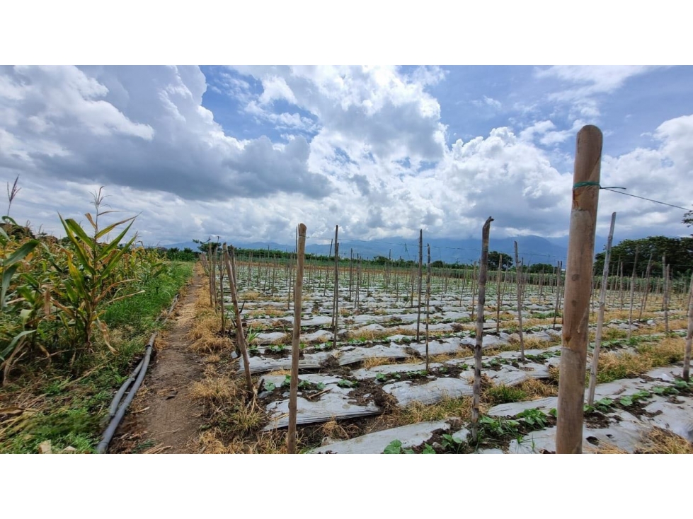 Lote terreno de 6.044m2 en venta Santa Elena El Cerrito Valle Colombia - 2