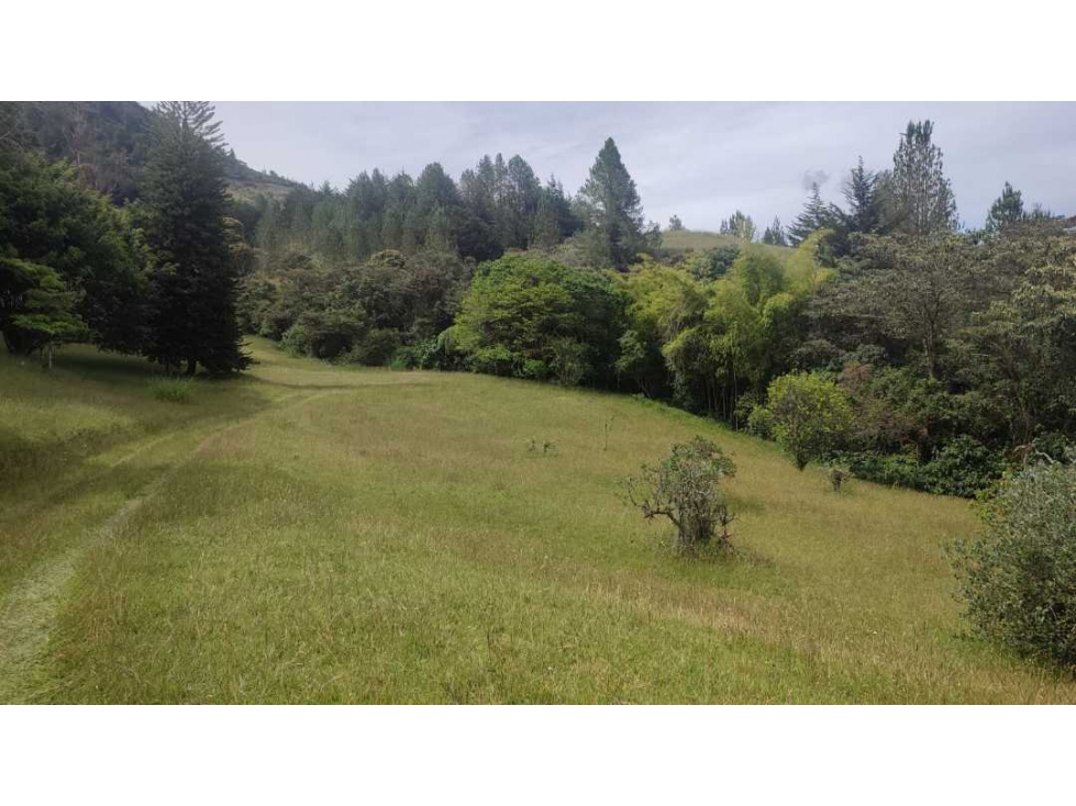 vendo lote en la Ceja Antioquia cerca al pueblo 15.000 m2 — foto 4
