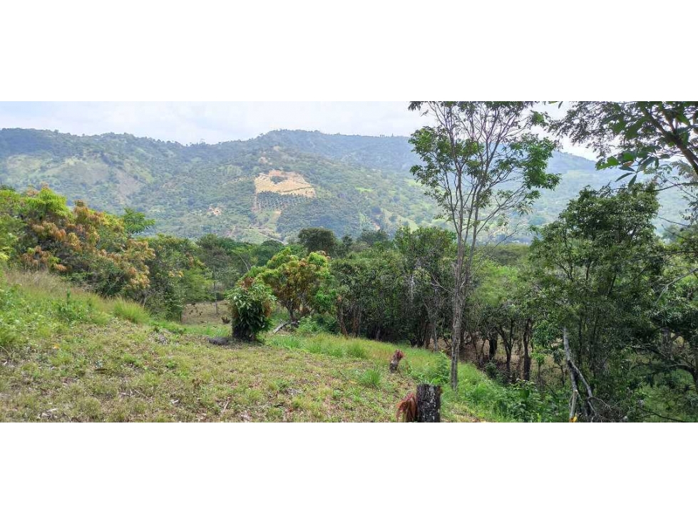 Lotes Independientes En La Mesa Cundi Alto Flores