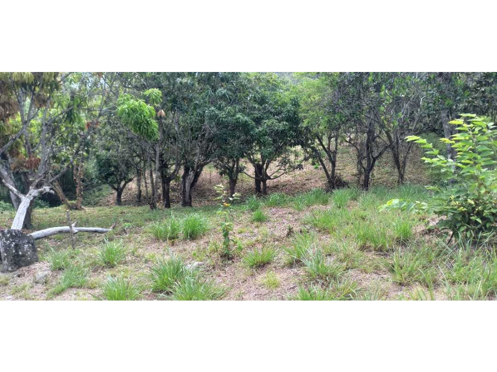 Lotes Independientes En La Mesa Cundi Alto Flores — foto 2