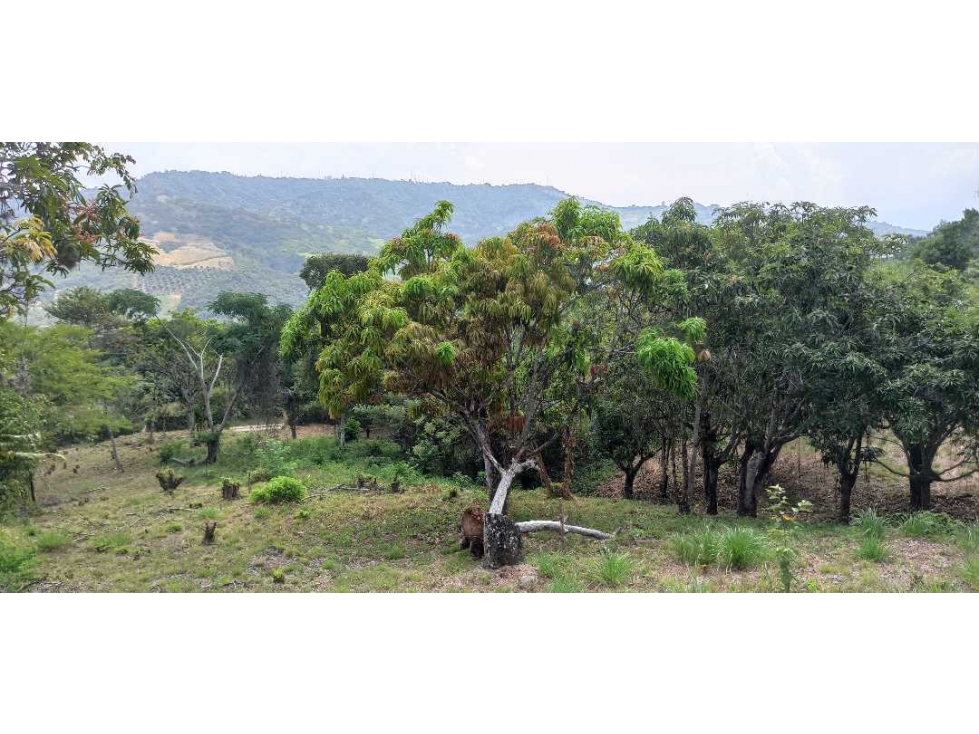 Lotes Independientes En La Mesa Cundi Alto Flores — foto 4