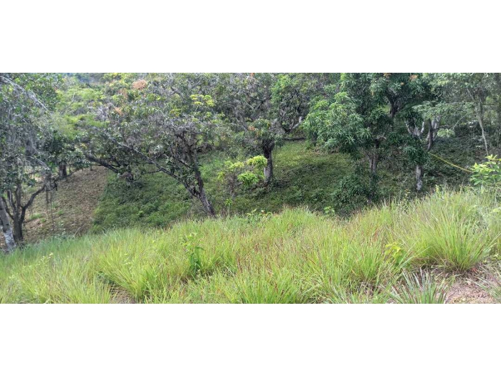 Lotes Independientes En La Mesa Cundi Alto Flores — foto 5