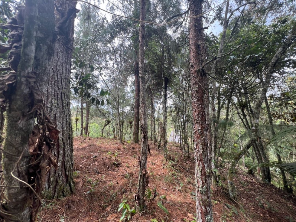 LOTES EN EL RETIRO ANTIOQUIA VÍA DON DIEGO LA CEJA EN PARCELACION — foto 3