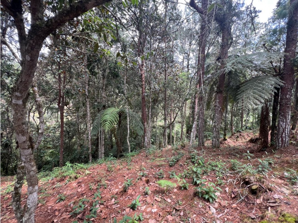 LOTES EN EL RETIRO ANTIOQUIA VÍA DON DIEGO LA CEJA EN PARCELACION — foto 5