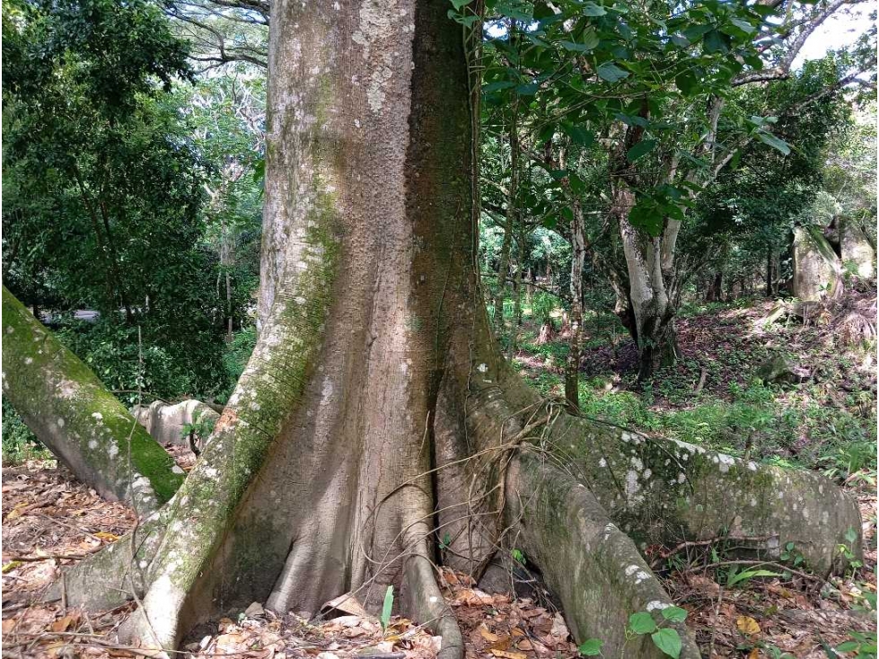Lotes y en venta con financiación cerca al Parque Tayrona — foto 2