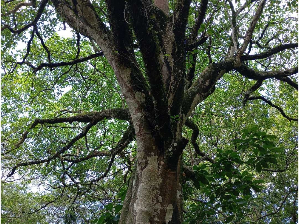 Lotes y en venta con financiación cerca al Parque Tayrona — foto 3