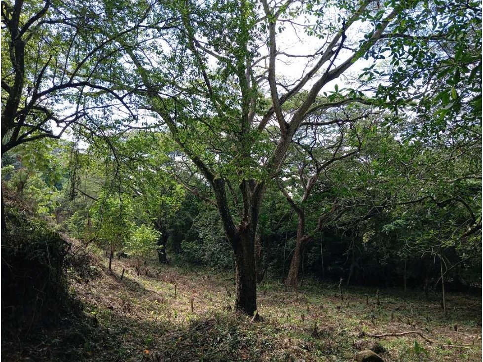 Lotes y en venta con financiación cerca al Parque Tayrona — foto 5