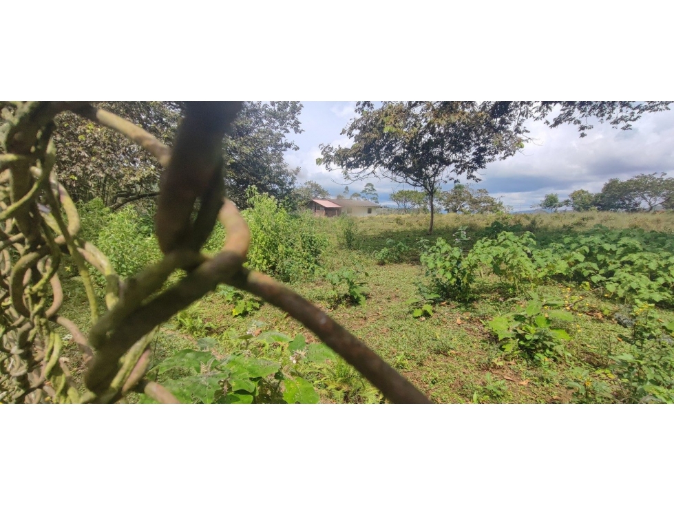 LT DE TERRENO Y MEJORA CAMPO ALEGRE CORREGIMIENTO DE SAN BERNARDO