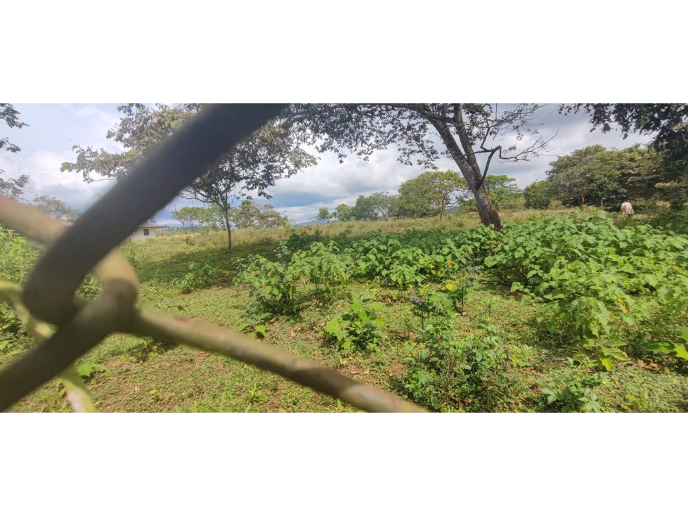 LT DE TERRENO Y MEJORA CAMPO ALEGRE CORREGIMIENTO DE SAN BERNARDO — foto 3