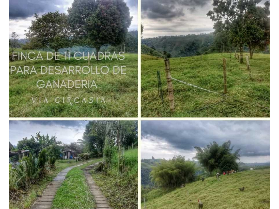 MAGNIFICA OPORTUNIDAD DE FINCA GANADERA EN CIRCASIA 4889