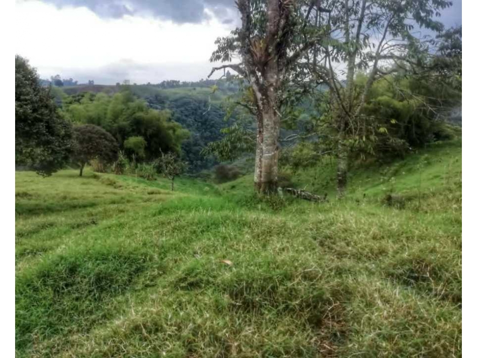 MAGNIFICA OPORTUNIDAD DE FINCA GANADERA EN CIRCASIA 4889 — foto 2