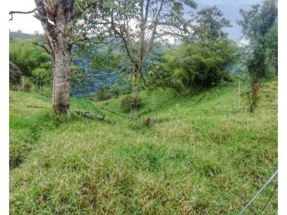 MAGNIFICA OPORTUNIDAD DE FINCA GANADERA EN CIRCASIA 4889 — foto 3