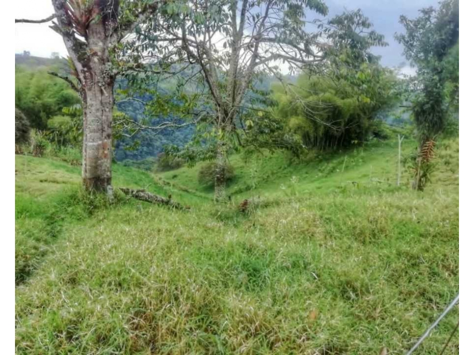 MAGNIFICA OPORTUNIDAD DE FINCA GANADERA EN CIRCASIA 4889 — foto 4