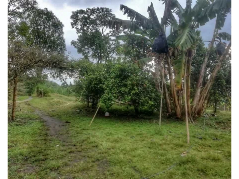 MAGNIFICA OPORTUNIDAD DE FINCA GANADERA EN CIRCASIA 4889 — foto 5