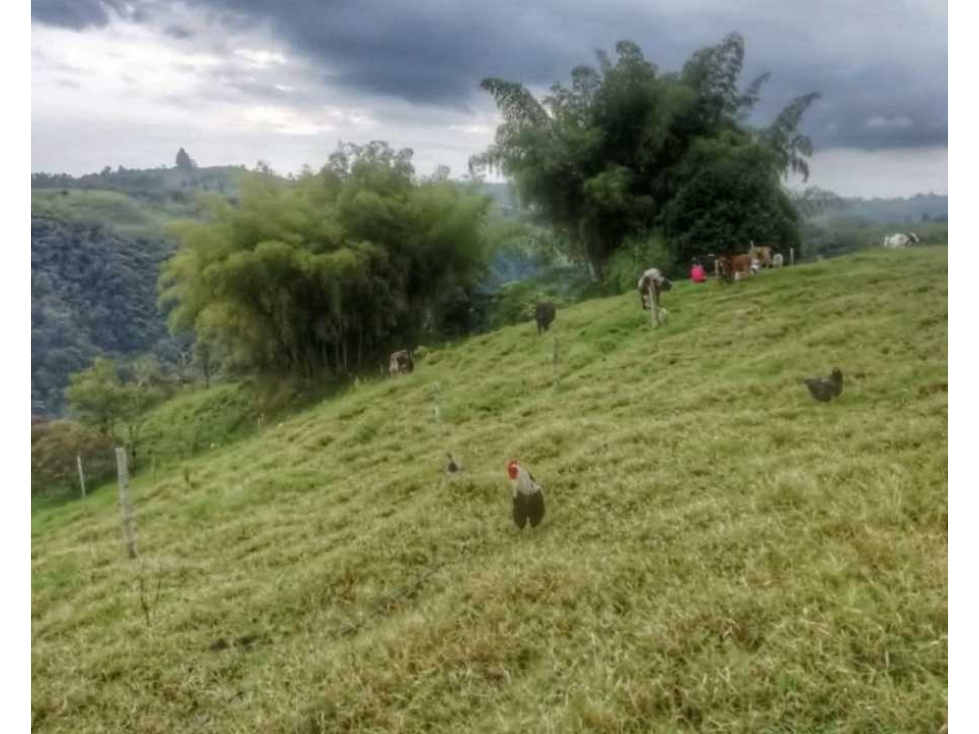 MAGNIFICA OPORTUNIDAD DE FINCA GANADERA EN CIRCASIA 4889 — foto 6