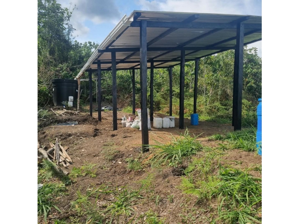 OPORTUNIDAD AGROINDUSTRIAL FINCA DE AGUACATE HASS ANSERMA N. - 2