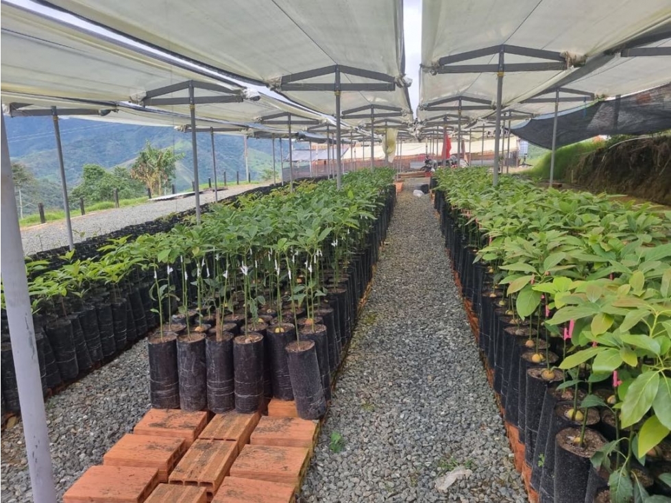 OPORTUNIDAD AGROINDUSTRIAL FINCA DE AGUACATE HASS ANSERMA N. - 3
