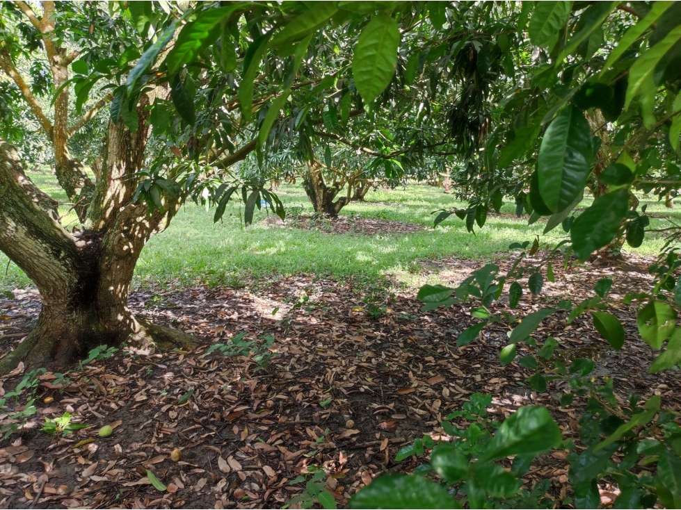PREDIO RURAL DENOMINADO LOTE DE TERRENO NO. 2 - 4