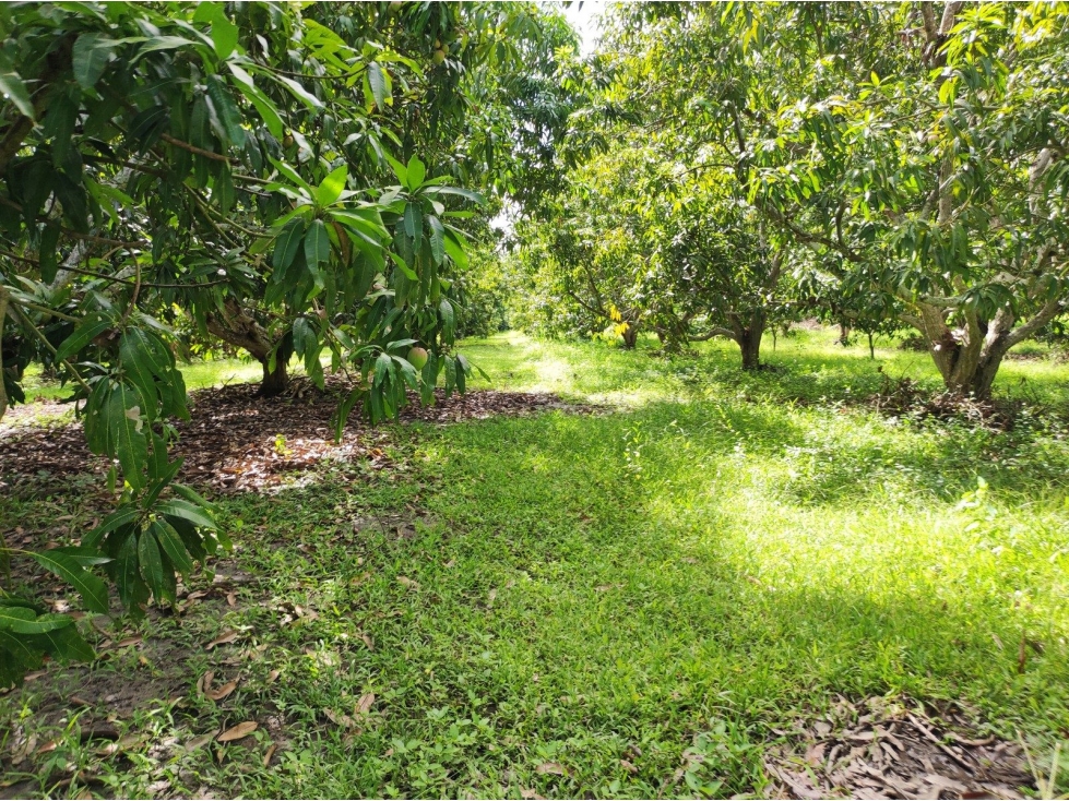 PREDIO RURAL DENOMINADO VILLA MATILDE NO. 2 — foto 4