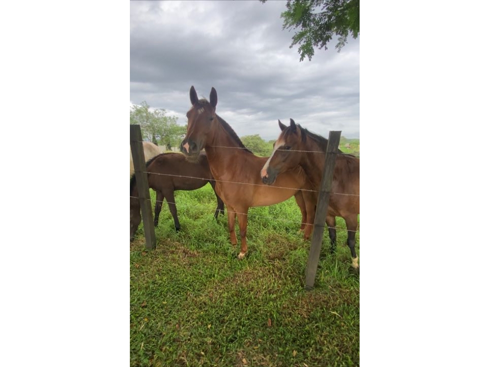 Proyecto Campestre -Lotes de Terreno - 3