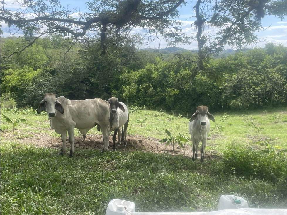 PUERTO RICO - 4