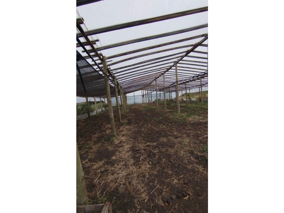Importante Quinta de 5 Hectareas con casa - 2