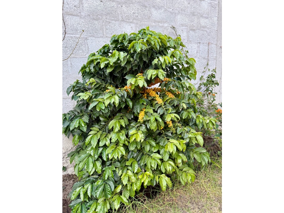 QUINTA EN RENTA EN GUAYLLABAMBA IDEAL PARA CENTRO DE REAHBILITACION — foto 5