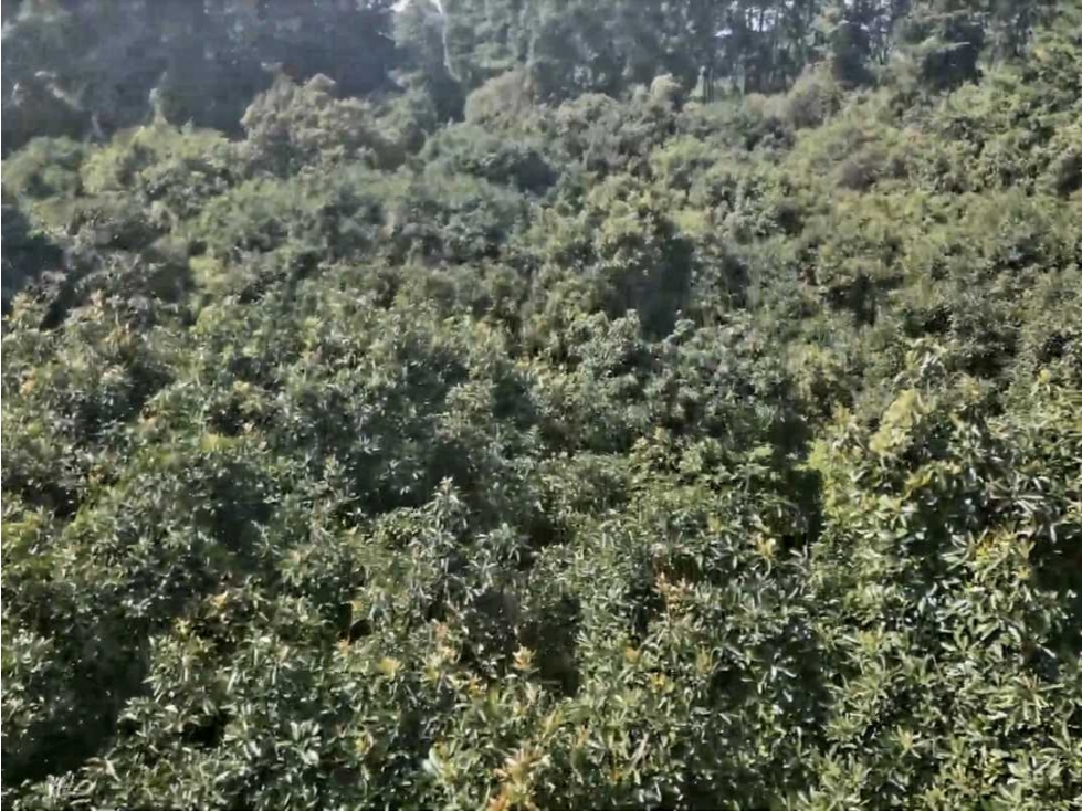 RANCHO CON HUERTA DE AGUACATES EN VENTA - 6