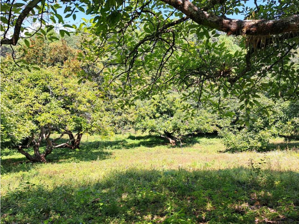RANCHO CON HUERTA DE AGUACATES EN VENTA - 3
