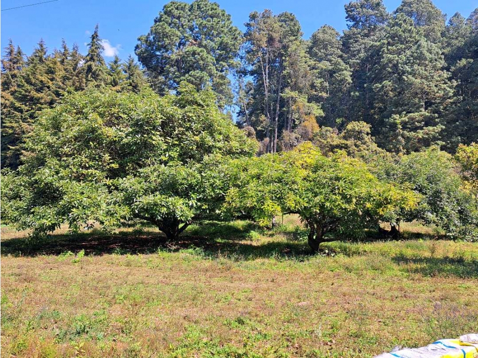 RANCHO CON HUERTA DE AGUACATES EN VENTA - 5