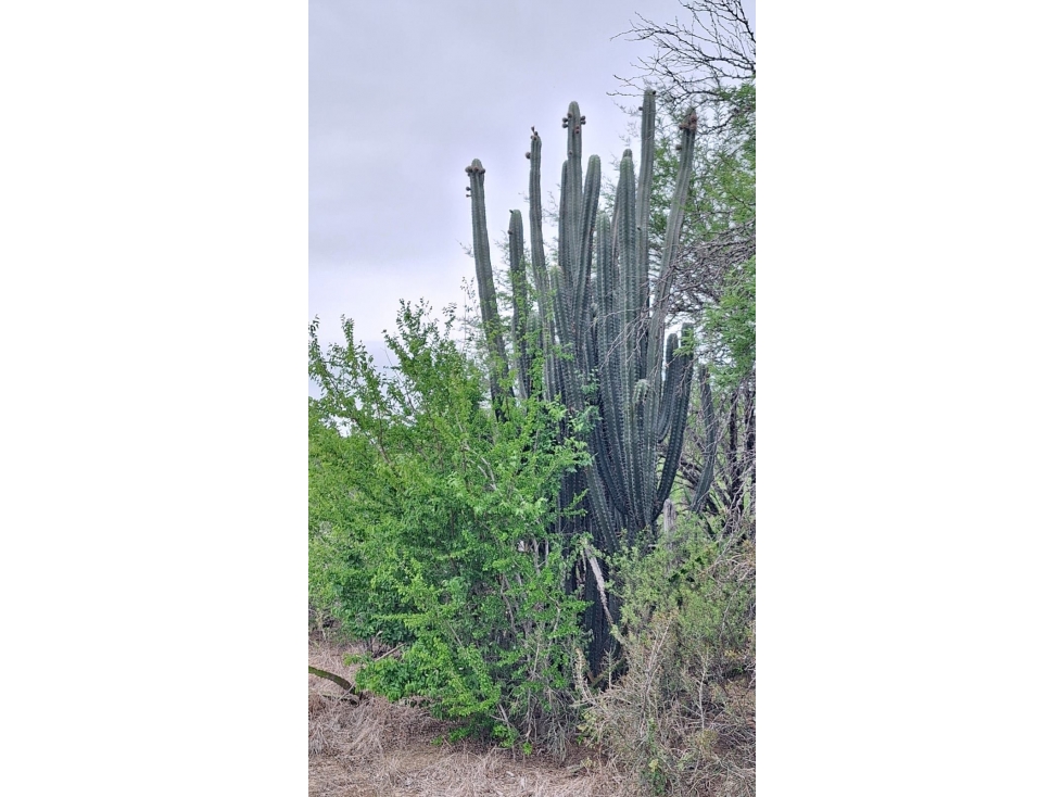 RANCHO EN VENTA TAMAULIPAS_LPCH - 6