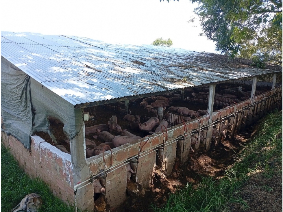 SANTA CECILIA - 3