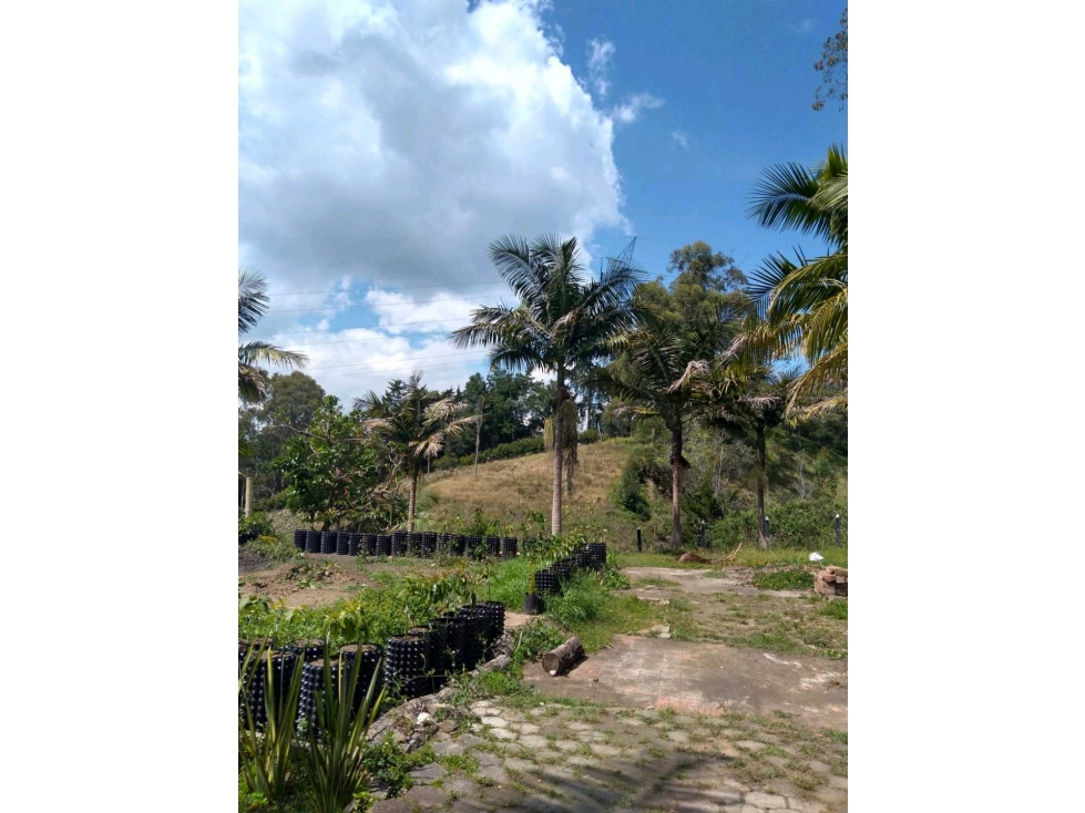 Se alquila finca en el Yarumo vía La Ceja-Rionegro - 4