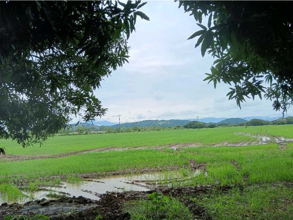 ALQUILER DE 45 HECTAREAS CERCA DEL CORREGIMIENTO DE CHIRIQUI, - 1