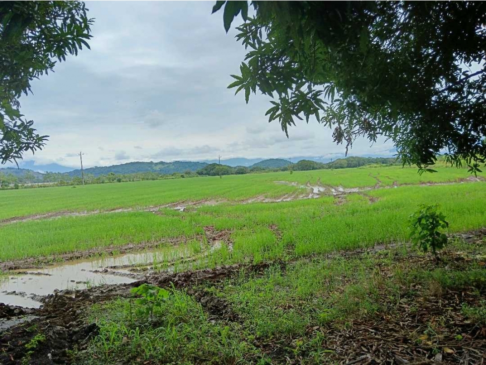 ALQUILER DE 45 HECTAREAS CERCA DEL CORREGIMIENTO DE CHIRIQUI, - 2
