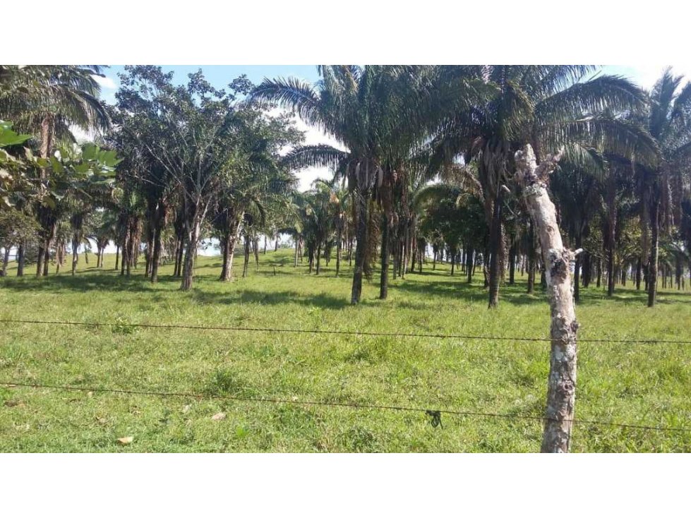 CHILIBRE 13 Há ideal para proyecto inmobiliario - 2