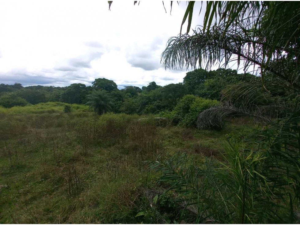 SE VENDE 18 HECTAREAS EN SANTIAGO VERAGUAS - 3